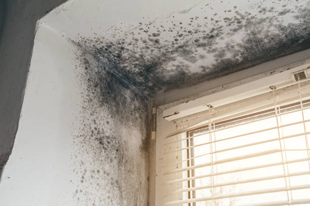 Affordable Commercial Mold Remediation solutions in Upton, KY